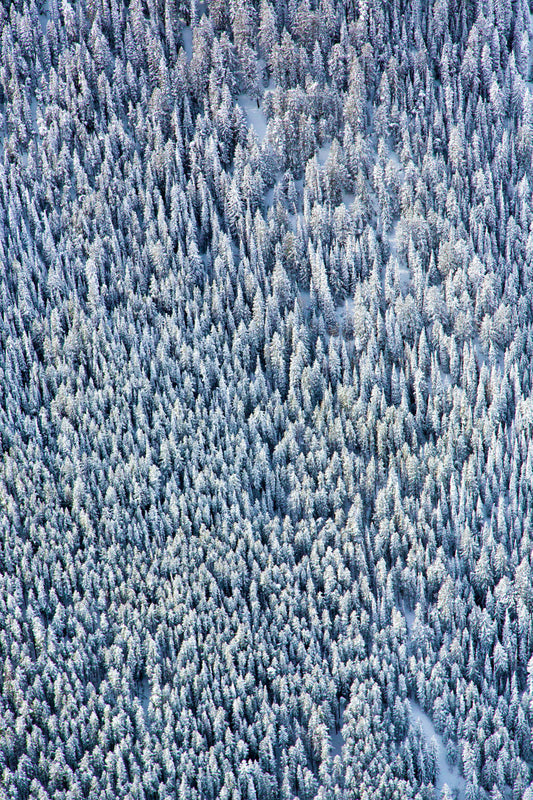 Aspen Trees Triptych