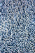 Aspen Trees Triptych