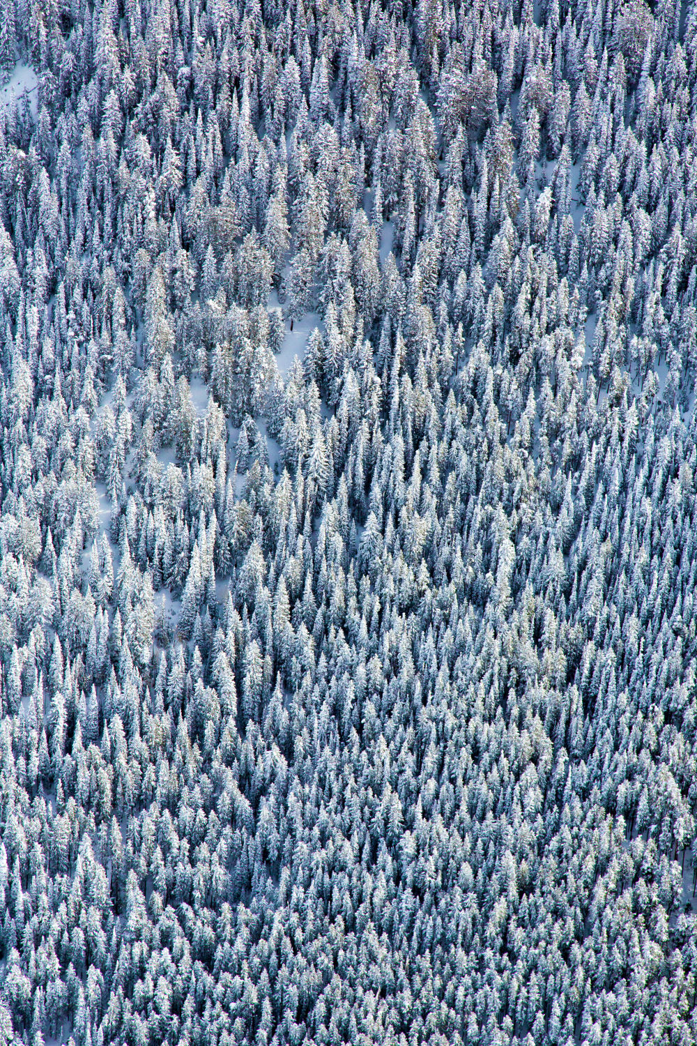 Aspen Trees Triptych