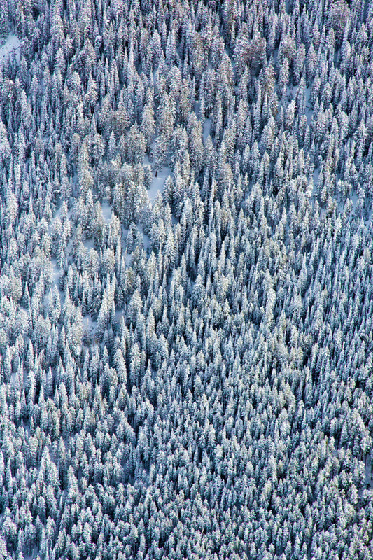 Aspen Trees Triptych