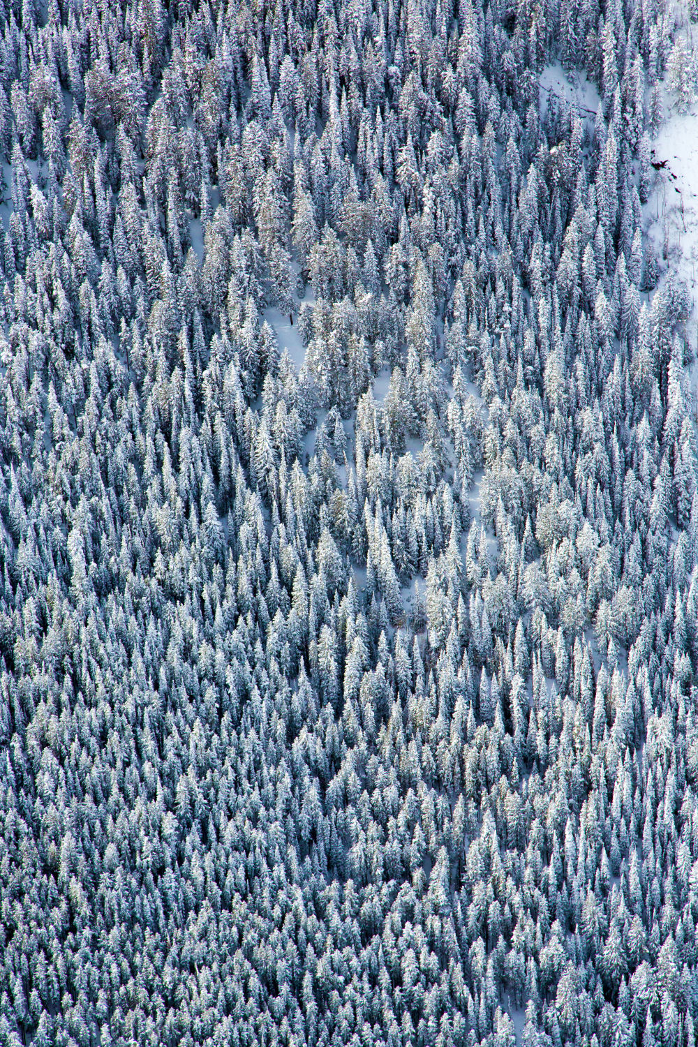 Aspen Trees Triptych