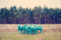 Green Sheep