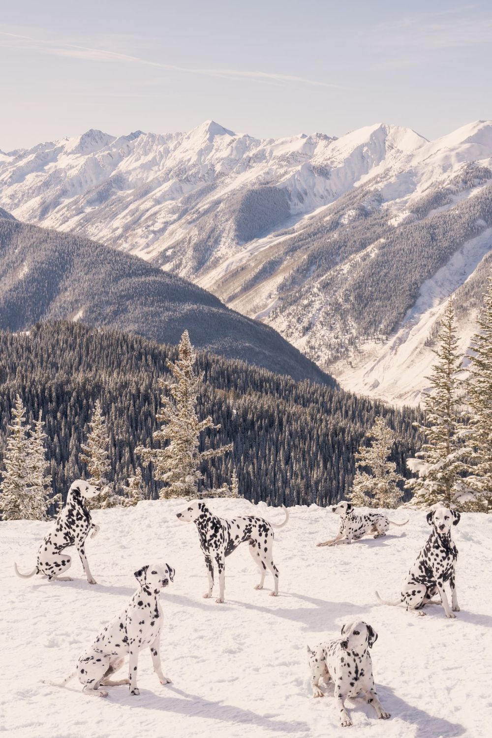 Spotted at the Top of Aspen Mountain Vertical