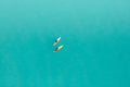 Leblon Paddle Boarders, Rio de Janeiro