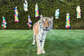 Party Animal