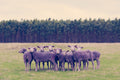 Purple Sheep