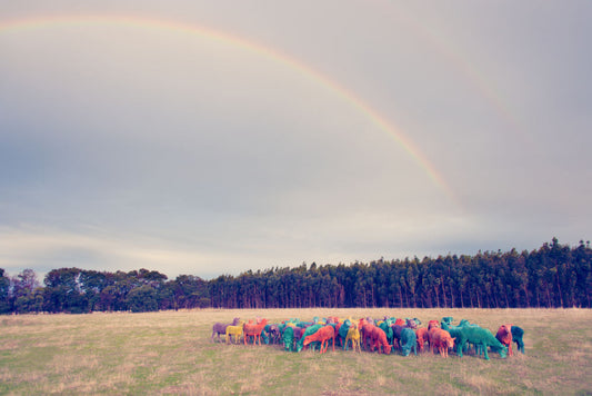 Rainbow Sheep II