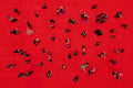 The Red Carpet Horizontal