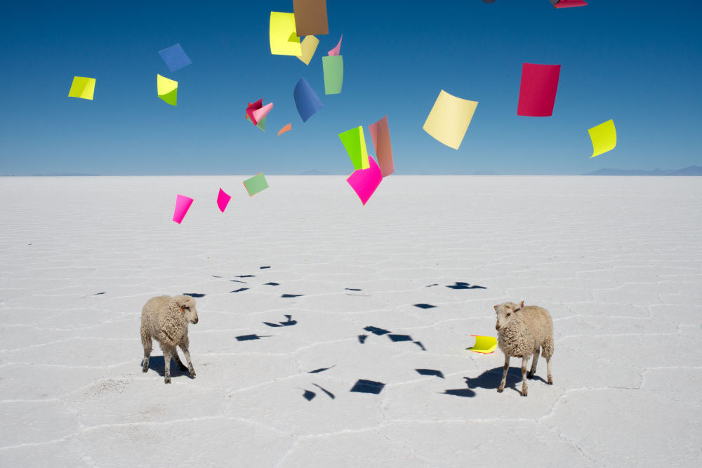 Photography by Gray Malin of Sheep 1