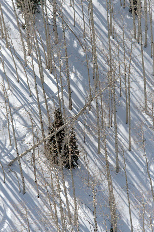 Sundance Birch Trees Triptych