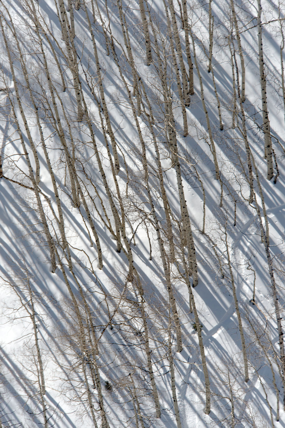 Sundance Birch Trees Triptych