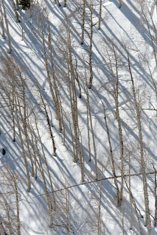 Sundance Birch Trees Triptych