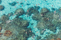 The Reef, Bora Bora