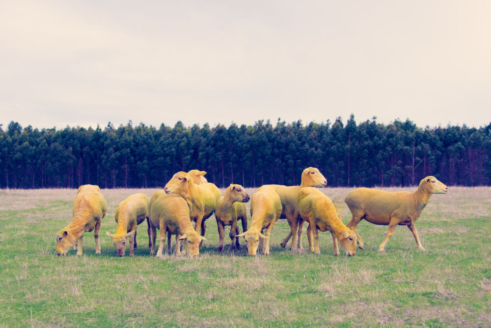 Yellow Sheep